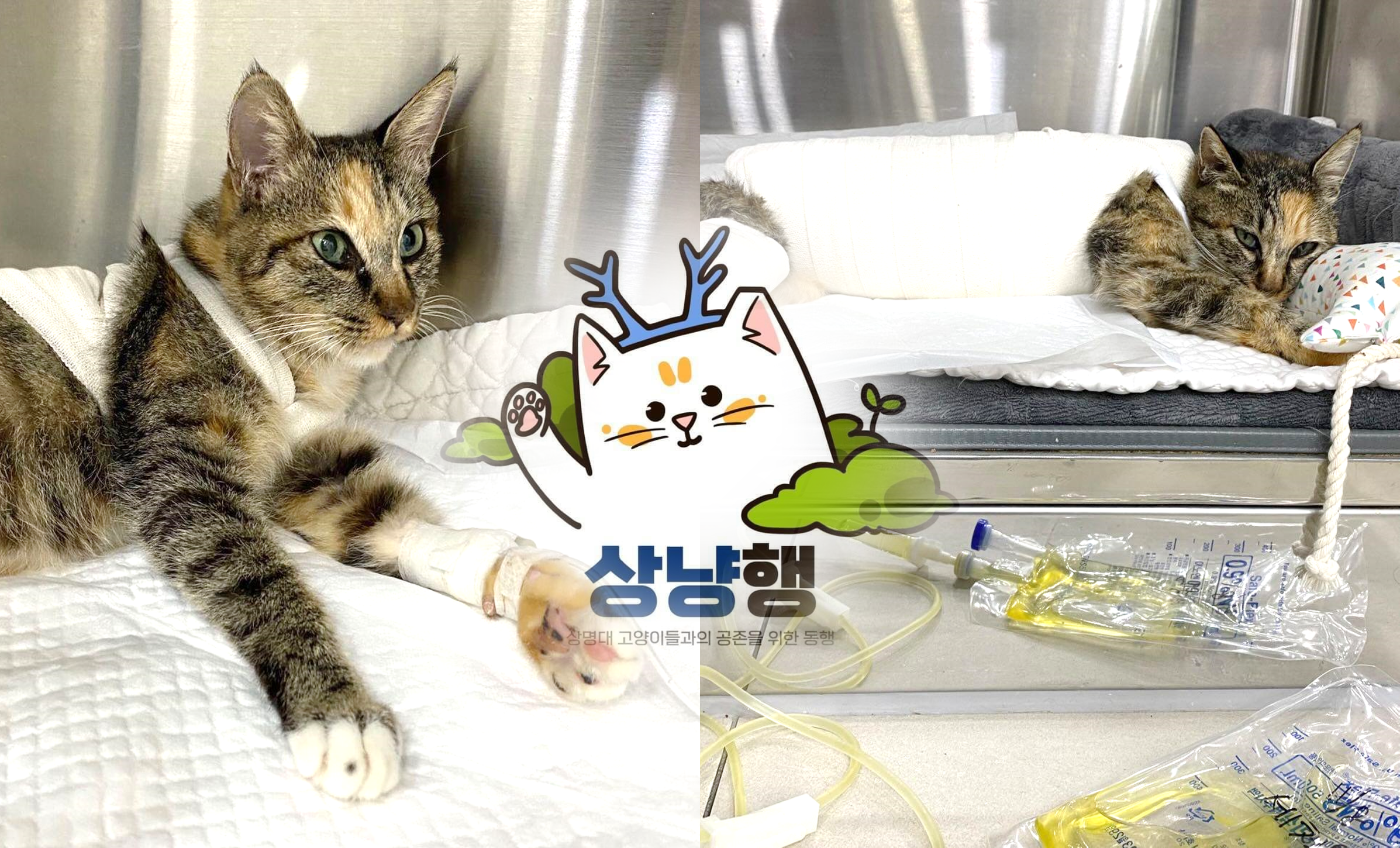 SMU cat